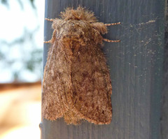 Macrurocampa marthesia