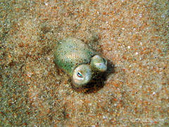 Sepiolidae