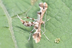 Geina periscelidactylus