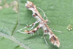 Geina periscelidactylus