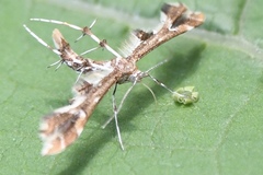 Geina periscelidactylus
