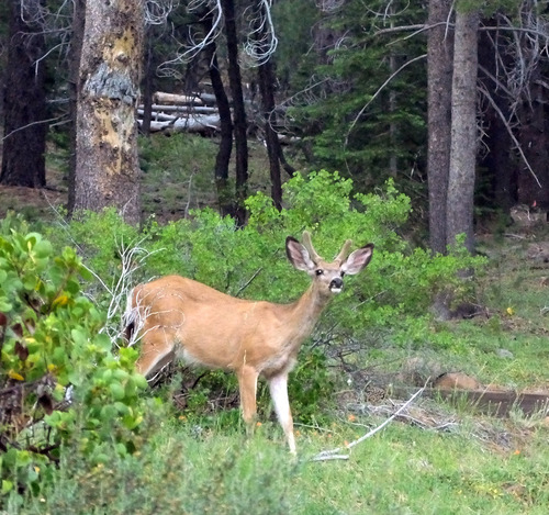 iNaturalist observation photo of Mule Deer