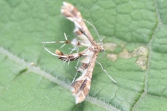 Geina periscelidactylus