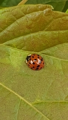 Harmonia axyridis