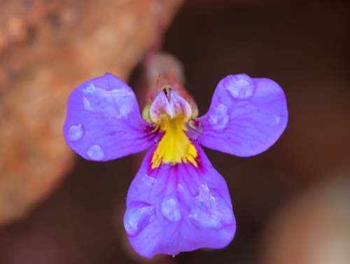 downy lobelia (Lobelia simulans)