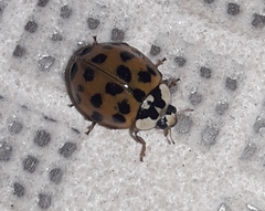 Harmonia axyridis