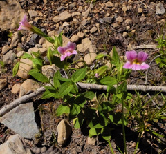 Erythranthe erubescens