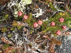 Harrimanella hypnoides