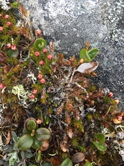 Harrimanella hypnoides