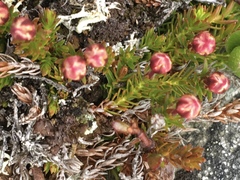 Harrimanella hypnoides