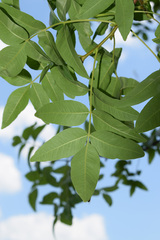 Pistacia atlantica mutica