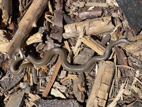 Northern Rubber Boa