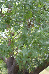 Pistacia atlantica mutica