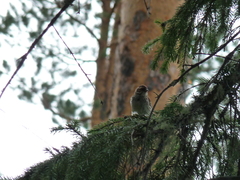 Emberiza rustica