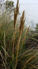 Ammophila