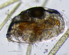 Chydoridae