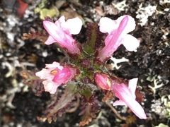 Pedicularis hirsuta