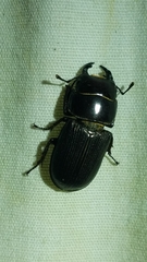Dorcus parallelus