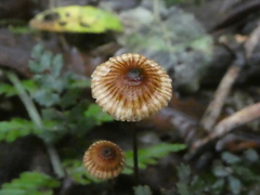 Crinipellis procera