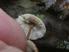 Crinipellis procera