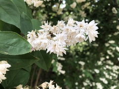 Deutzia