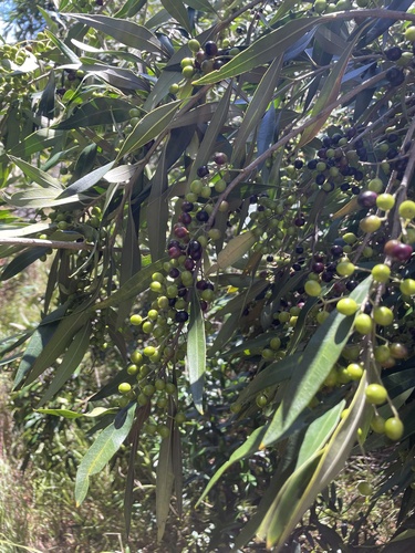 Olea europaea observed 2024-08-26