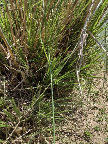 Foto de Vetiver