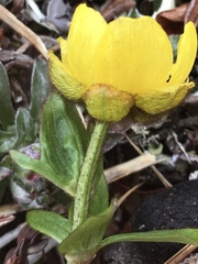 Ranunculus nivalis
