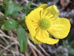 Ranunculus nivalis