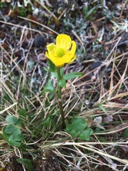 Ranunculus nivalis