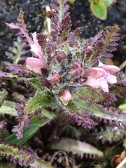 Pedicularis hirsuta