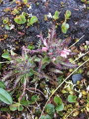 Pedicularis hirsuta