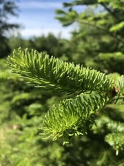 Abies balsamea image