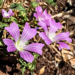 Malva punctata