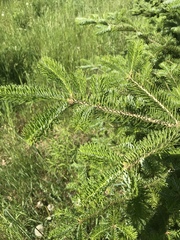Abies balsamea image