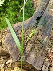 Carex rostrata