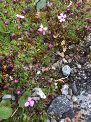 Silene acaulis acaulis