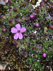 Silene acaulis acaulis