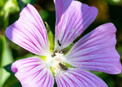 Malva punctata