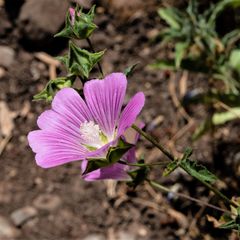 Malva punctata
