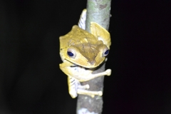 Polypedates otilophus