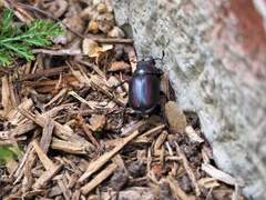 Lucanus