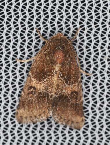 Schinia ultima photo 4