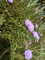 Convolvulus sabatius
