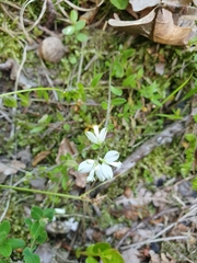 Polygala serpyllifolia