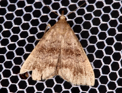 Phalaenostola eumelusalis