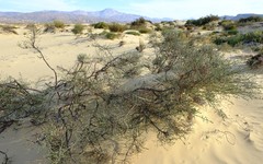 Amphithalea muraltioides