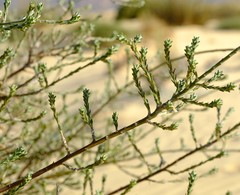 Amphithalea muraltioides