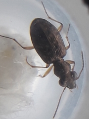 Asaphidion curtum