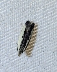 Dichomeris setosella